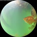 ./images/calvert/underwater/20260727/underwater20260727_141502M.jpg