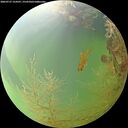 ./images/calvert/underwater/20260727/underwater20260727_154501M.jpg