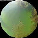 ./images/calvert/underwater/20260727/underwater20260727_180002M.jpg