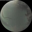./images/calvert/underwater/20260728/underwater20260728_052501M.jpg