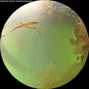 ./images/calvert/underwater/20260728/underwater20260728_103502M.jpg