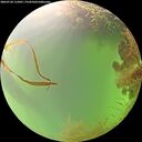 ./images/calvert/underwater/20260728/underwater20260728_112001M.jpg