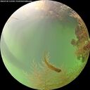 ./images/calvert/underwater/20260728/underwater20260728_112501M.jpg