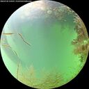 ./images/calvert/underwater/20260728/underwater20260728_134501M.jpg