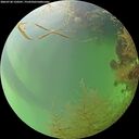 ./images/calvert/underwater/20260728/underwater20260728_150501M.jpg