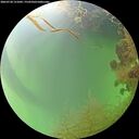 ./images/calvert/underwater/20260728/underwater20260728_151002M.jpg