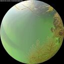 ./images/calvert/underwater/20260728/underwater20260728_152501M.jpg
