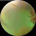 ./images/calvert/underwater/20260728/underwater20260728_175001M.jpg
