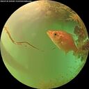./images/calvert/underwater/20260728/underwater20260728_184501M.jpg