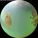 ./images/calvert/underwater/20260728/underwater20260728_202002M.jpg