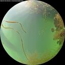 ./images/calvert/underwater/20260728/underwater20260728_202501M.jpg