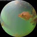 ./images/calvert/underwater/20260728/underwater20260728_205001M.jpg