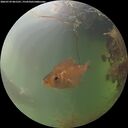 ./images/calvert/underwater/20260729/underwater20260729_061501M.jpg