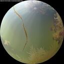 ./images/calvert/underwater/20260729/underwater20260729_071001M.jpg