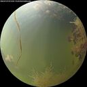 ./images/calvert/underwater/20260729/underwater20260729_071502M.jpg