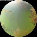 ./images/calvert/underwater/20260729/underwater20260729_081001M.jpg