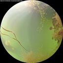 ./images/calvert/underwater/20260729/underwater20260729_090502M.jpg