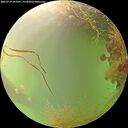 ./images/calvert/underwater/20260729/underwater20260729_092501M.jpg