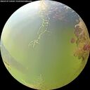 ./images/calvert/underwater/20260729/underwater20260729_110501M.jpg