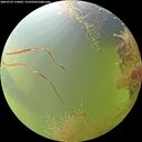 ./images/calvert/underwater/20260729/underwater20260729_114001M.jpg