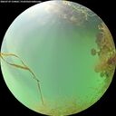 ./images/calvert/underwater/20260729/underwater20260729_134001M.jpg