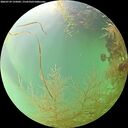 ./images/calvert/underwater/20260729/underwater20260729_135001M.jpg