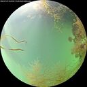 ./images/calvert/underwater/20260729/underwater20260729_142501M.jpg