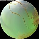 ./images/calvert/underwater/20260729/underwater20260729_172001M.jpg