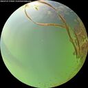 ./images/calvert/underwater/20260729/underwater20260729_173001M.jpg