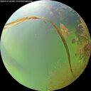 ./images/calvert/underwater/20260729/underwater20260729_181002M.jpg