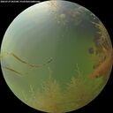 ./images/calvert/underwater/20260729/underwater20260729_202501M.jpg