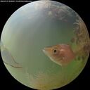 ./images/calvert/underwater/20260729/underwater20260729_204001M.jpg