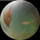 ./images/calvert/underwater/20260730/underwater20260730_061501M.jpg