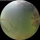 ./images/calvert/underwater/20260730/underwater20260730_063001M.jpg