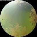 ./images/calvert/underwater/20260730/underwater20260730_082001M.jpg
