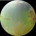 ./images/calvert/underwater/20260730/underwater20260730_082501M.jpg