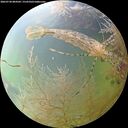 ./images/calvert/underwater/20260730/underwater20260730_084501M.jpg