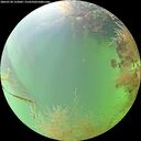 ./images/calvert/underwater/20260730/underwater20260730_133001M.jpg
