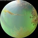 ./images/calvert/underwater/20260730/underwater20260730_134002M.jpg