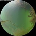 ./images/calvert/underwater/20260730/underwater20260730_202001M.jpg