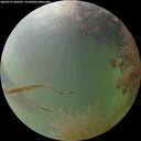 ./images/calvert/underwater/20260731/underwater20260731_060501M.jpg