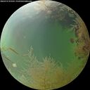 ./images/calvert/underwater/20260731/underwater20260731_072501M.jpg