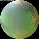./images/calvert/underwater/20260731/underwater20260731_111501M.jpg