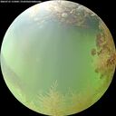 ./images/calvert/underwater/20260731/underwater20260731_115002M.jpg