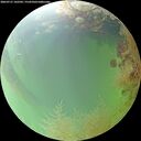 ./images/calvert/underwater/20260731/underwater20260731_142501M.jpg
