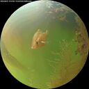 ./images/calvert/underwater/20260801/underwater20260801_191501M.jpg