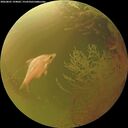 ./images/calvert/underwater/20260801/underwater20260801_194001M.jpg