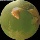./images/calvert/underwater/20260801/underwater20260801_200501M.jpg