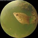 ./images/calvert/underwater/20260801/underwater20260801_201501M.jpg