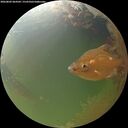 ./images/calvert/underwater/20260802/underwater20260802_064502M.jpg